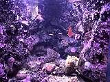 SydneyAquariumDSC00932.jpg