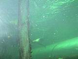SydneyAquariumDSC00956.jpg