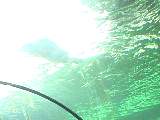 SydneyAquariumDSC00958.jpg