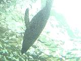 SydneyAquariumDSC00959.jpg