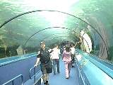 SydneyAquariumDSC00960.jpg