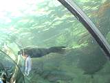 SydneyAquariumDSC00962.jpg