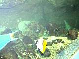 SydneyAquariumDSC00980.jpg