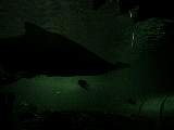 SydneyAquariumDSC00987.jpg